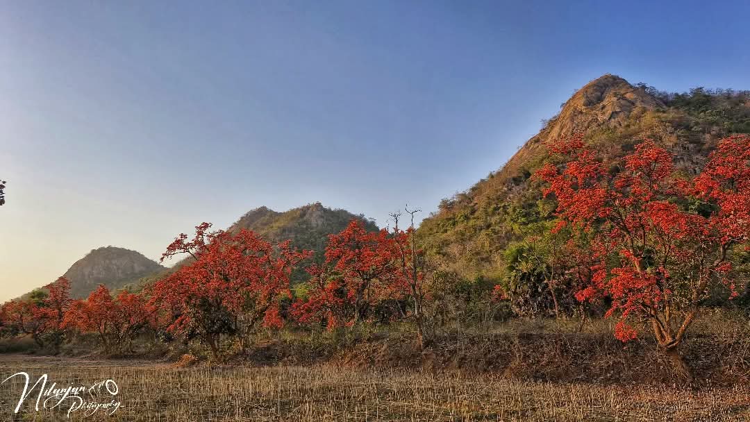 Forest Suite interior at Anushka Homestay